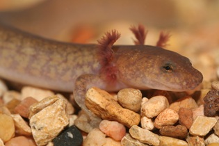Spring Salamander larva (Gyrinophilus porphyriticus)