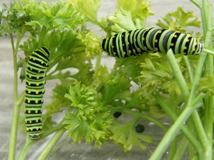 Black (parsnip) Swallowtail (Papilio polyxenes)- caterpillars